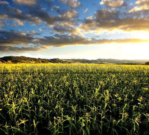 corn-field
